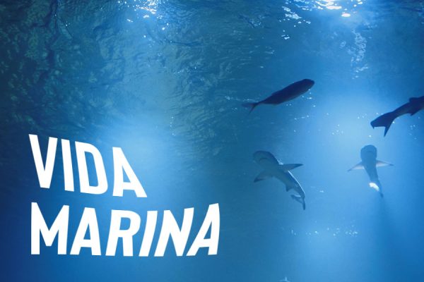 05-VIDA-MARINA 05-VIDA-MARINA